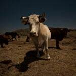 Vacas del ganadero Jorge Izquierdo en la Dehesa de Navalvillar, Colmenar Viejo (Madrid)