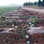 Imagen de los daños provocados en la finca agrícola