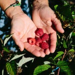 Cultivo de frambuesas de El Royo (Soria)