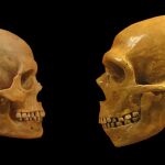 Mirada amorosa entre sapiens y neandertal.