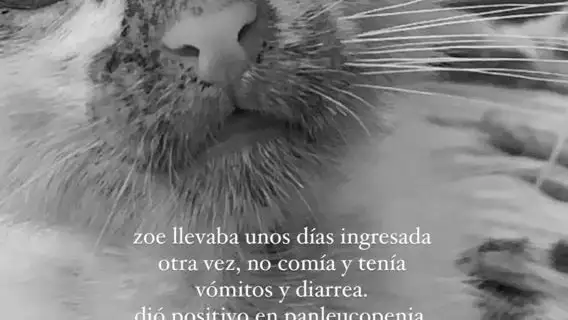 Julia Janeiro lamenta la muerte de su gatita