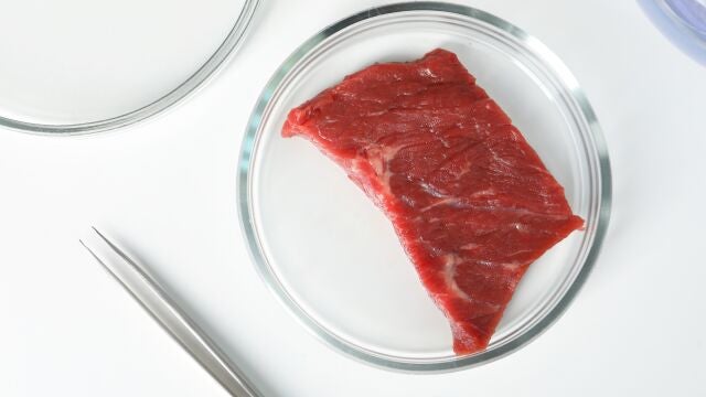 Placa de Petri con trozo de carne cultivada cruda y pinzas en el cuadro blanco