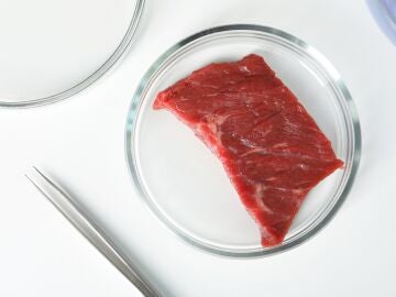 Placa de Petri con trozo de carne cultivada cruda y pinzas en el cuadro blanco