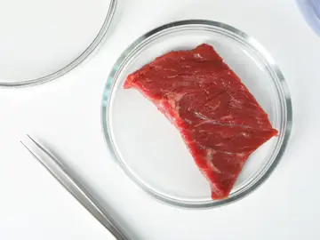 Placa de Petri con trozo de carne cultivada cruda y pinzas en el cuadro blanco Placa de Petri con trozo de carne cultivada cruda y pinzas en el cuadro blanco