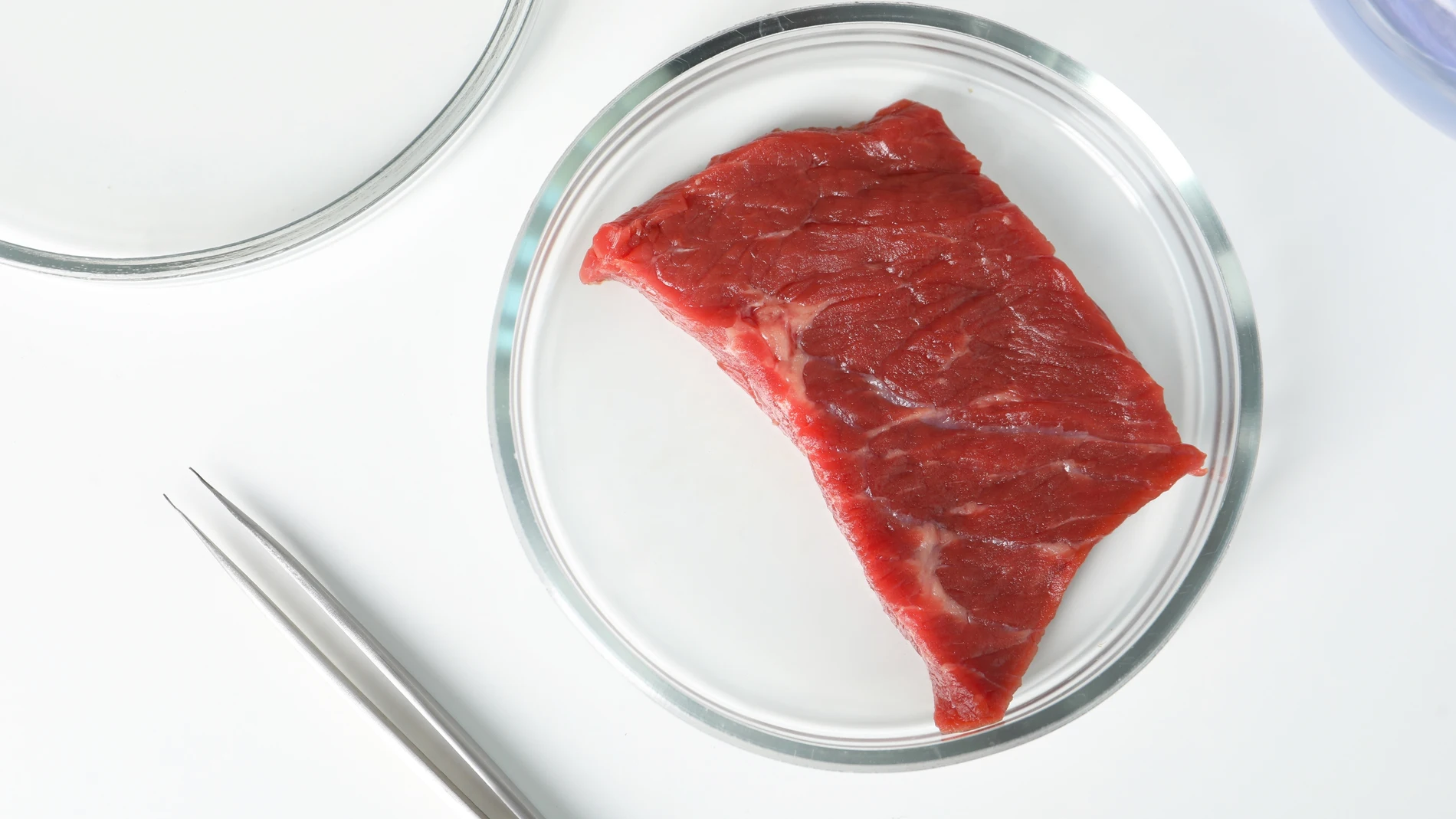Placa de Petri con trozo de carne cultivada cruda y pinzas en el cuadro blanco