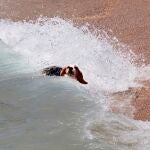 La playa de Llevant es la única de BArcelona que admite perros