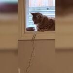 "Oye Alexa, ¿cómo suena un perro?": la broma a este gato se hace viral