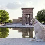 Un perro junto al Templo de Debod