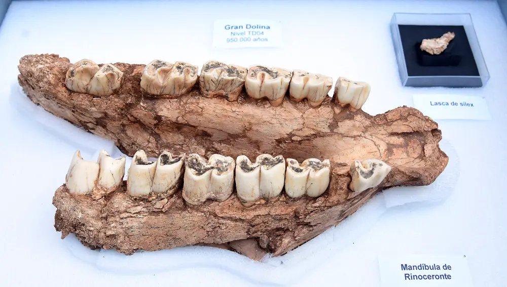 Balance de la campaña de excavaciones Atapuerca 2021