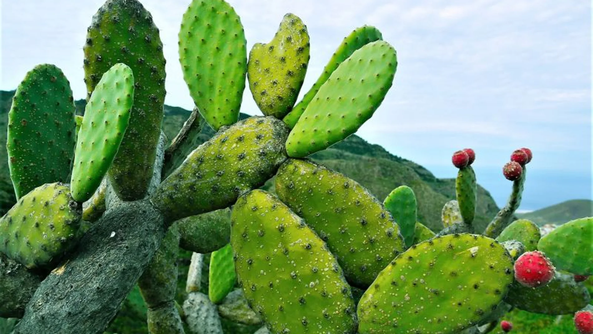 El problema radica en que estas plagas actúan desde el interior de las plantas. Al instalarse en esta especie de planta, la pudre desde dentro. IMAGEN DE ARCHVO