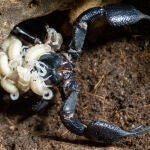 La madre escorpión se ha mostrado muy protectora con sus crías