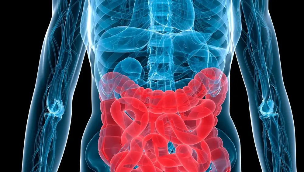 La microbiota intestinal es la población de microbios que vive en el intestino