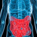 La microbiota intestinal es la población de microbios que vive en el intestino