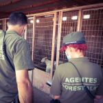 Dos agentes, ante uno de los perros hacinados en la finca