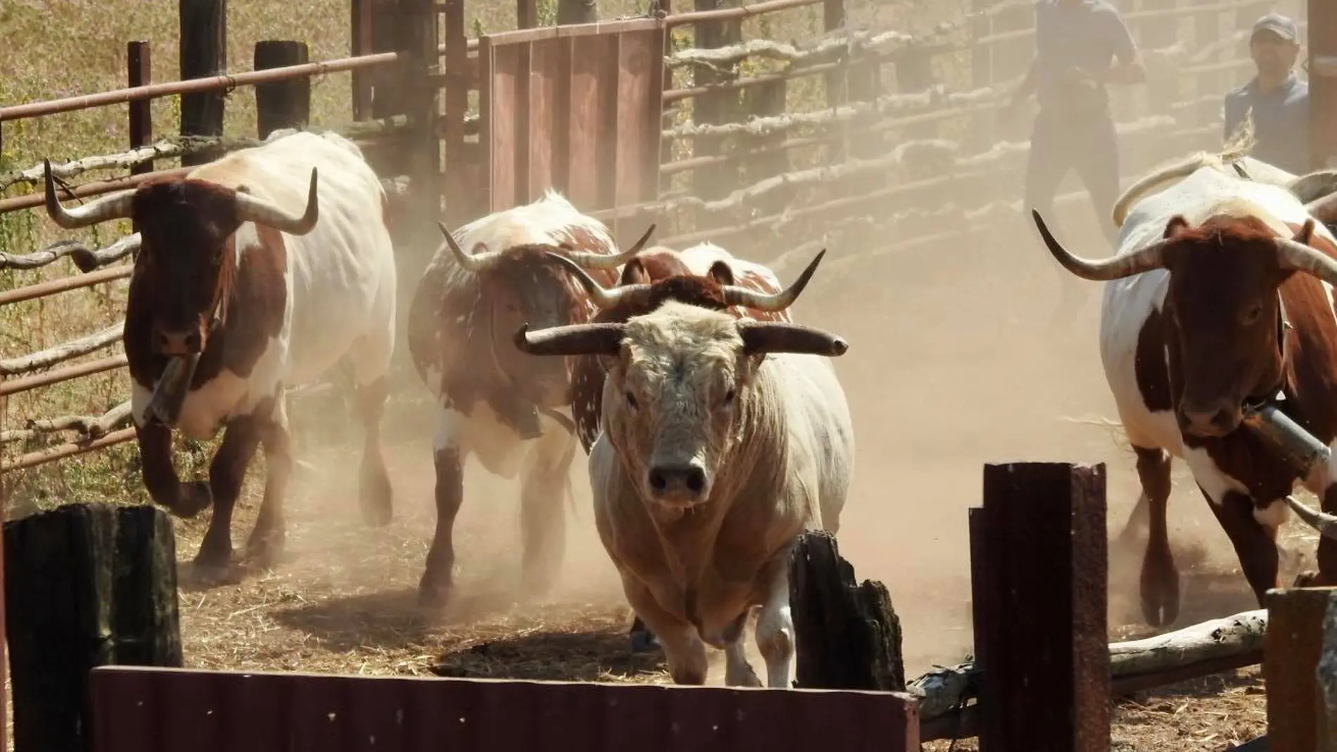 Estos toros destacan por su particular capa perlina
