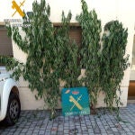 La Guardia Civil detiene a una persona por presuntos delitos relacionados con furtivismo y cultivo de cannabis en una localidad del Valle del Tiétar