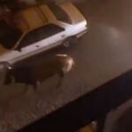 El toro fue atropellado en varias ocasiones