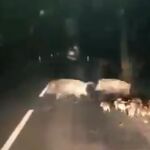 Una manada de jabalíes en una carretera @mossos