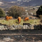 Unas vacas cerca de terreno calcinado en el incendio en el término abulense de Navalacruz (Ávila)
