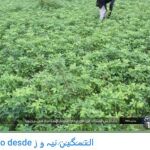 Foto divulgada por Daesh de un agricultor yihadista que trabaja en los campos