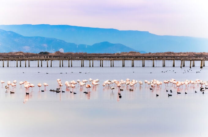 Flamencos en el Delta del Ebro