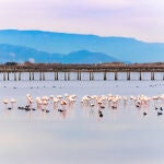 Flamencos en el Delta del Ebro.