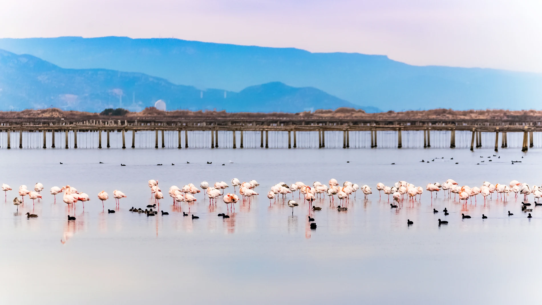 Flamencos en el Delta del Ebro.