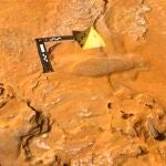 Huella de elefante recién nacido en la superficie geológica de Matalascañas (Huelva)