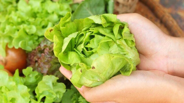 Lechuga
