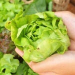 Lechuga