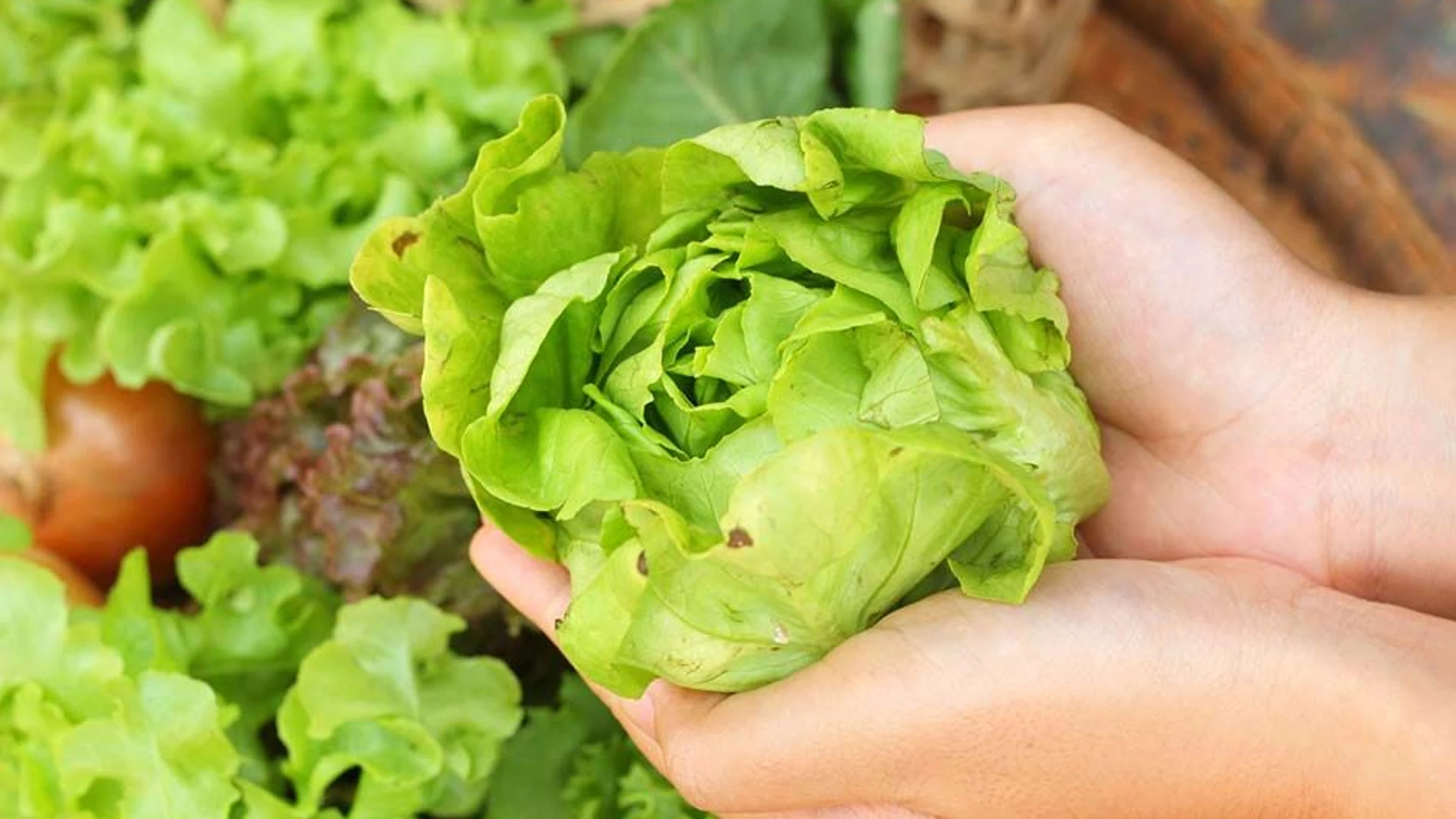 Lechuga