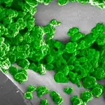 La luz de la nueva planta dura hasta una hora y se puede cargar repetidamente.