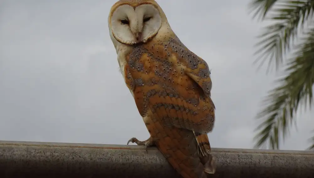 Las aves, grandes beneficiadas