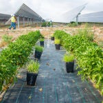 En las instalaciones se han plantado diversos tipos de plantas