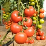 Los tomates modificado genéticamente debería ofrecer tanta previtamina D3 como dos huevos medianos