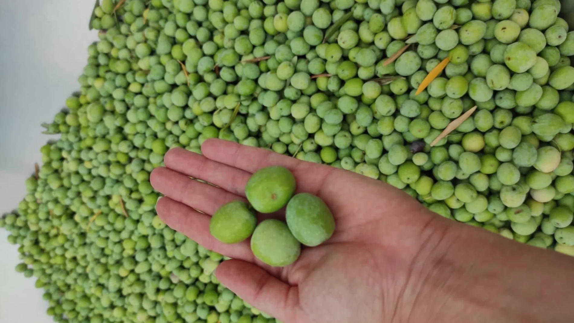 Aceituna aloreña
