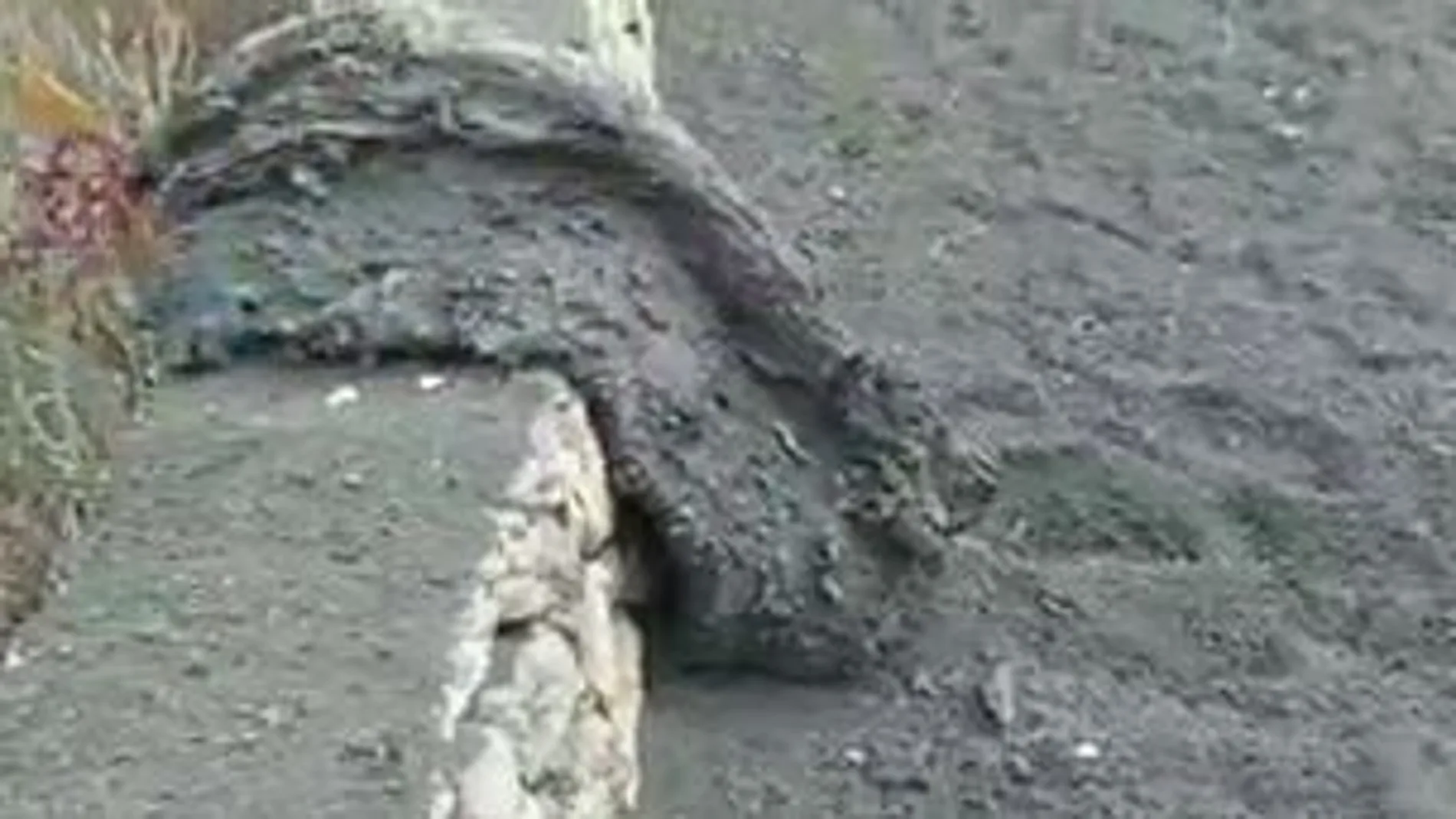 La mayor virulencia explosiva registrada desde este domingo por la tarde-noche dejó su "huella en forma de bombas volcánicas como esta en una de nuestras zonas de trabajo",