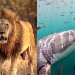 La naturaleza y la vida salvaje de Sudáfrica hacen que se trate de un destino que atrae a cualquier apasionado de los viajes.