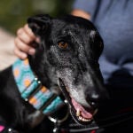 El Gobierno obligará a hacer un curso para tener perro