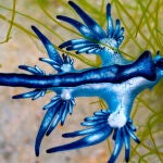 Dragón Azul se pasea por las cosas de Fuerteventura