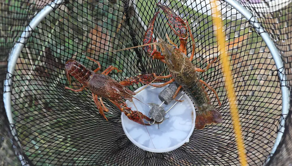 Jesús Ángel de Celis pesca cangrejos con retel en el canal de Castilla a su paso por Palencia