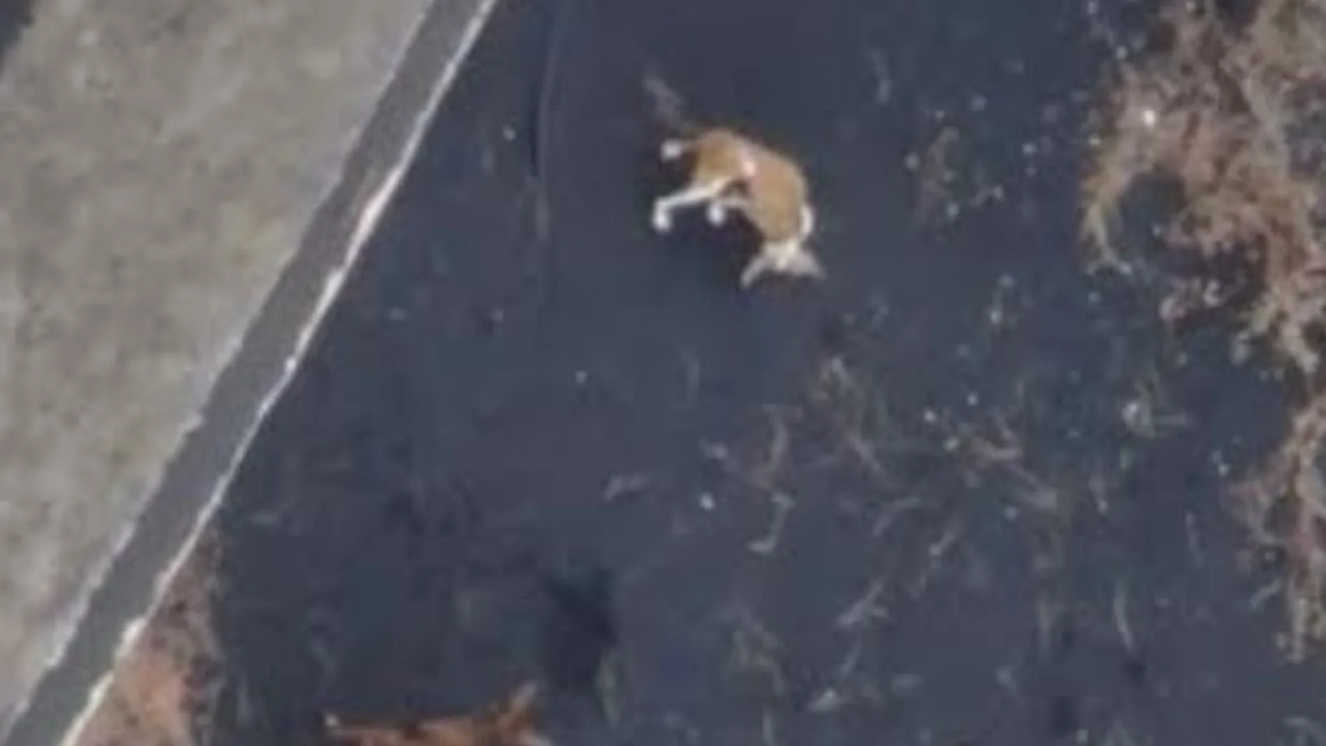 Preparan un rescate con drones de cuatro perros atrapados por la lava en La Palma