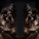 Fotografía editada de un perro (Pixabay: Sponchia)