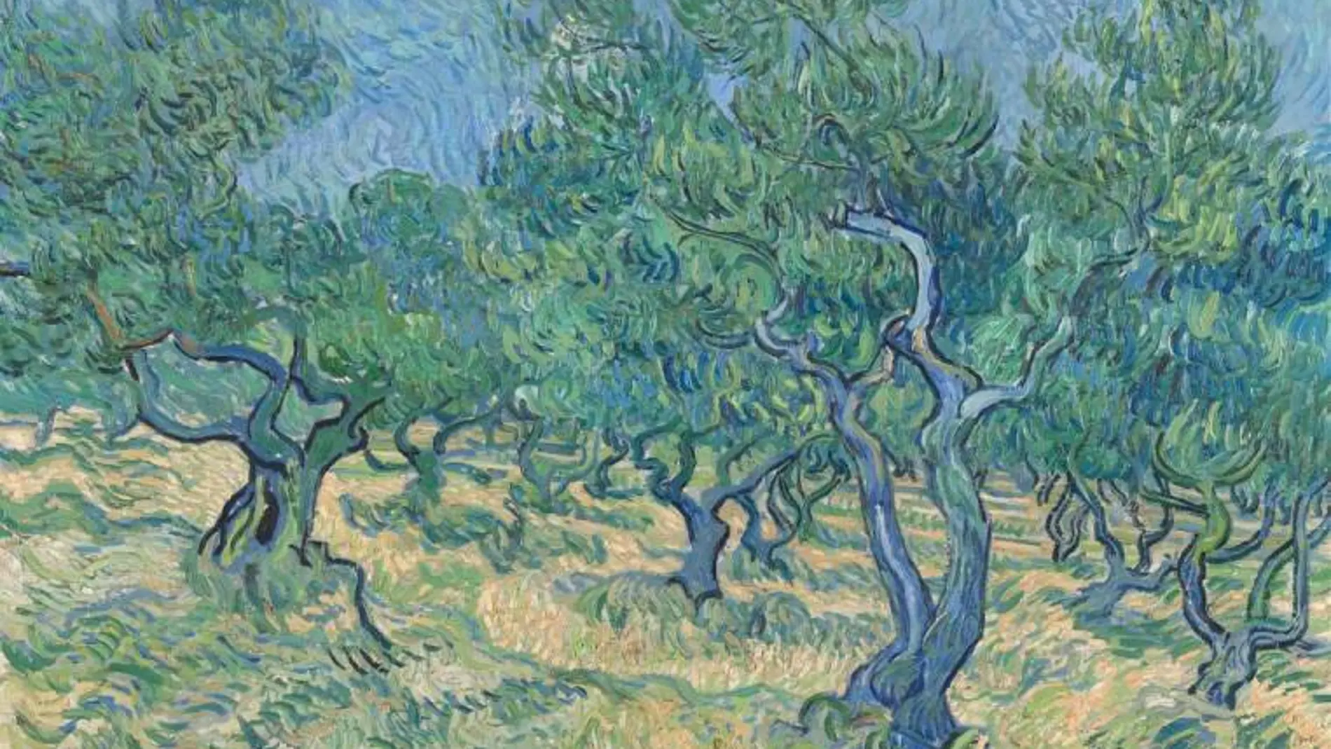 «Olivar», de Van Gogh, uno de los óleos donde se han encontrado el rastro de un insecto