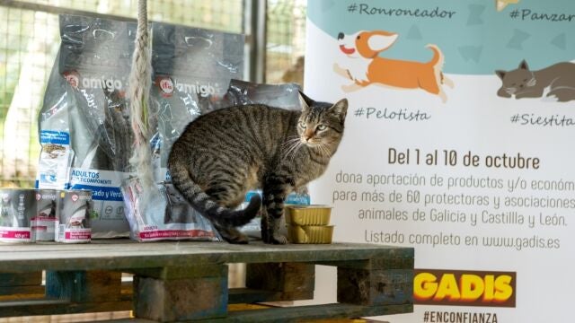 Campaña de Gadis a favor de las protectoras de animales