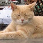 Stubbs, el gato alcalde en Alaska.