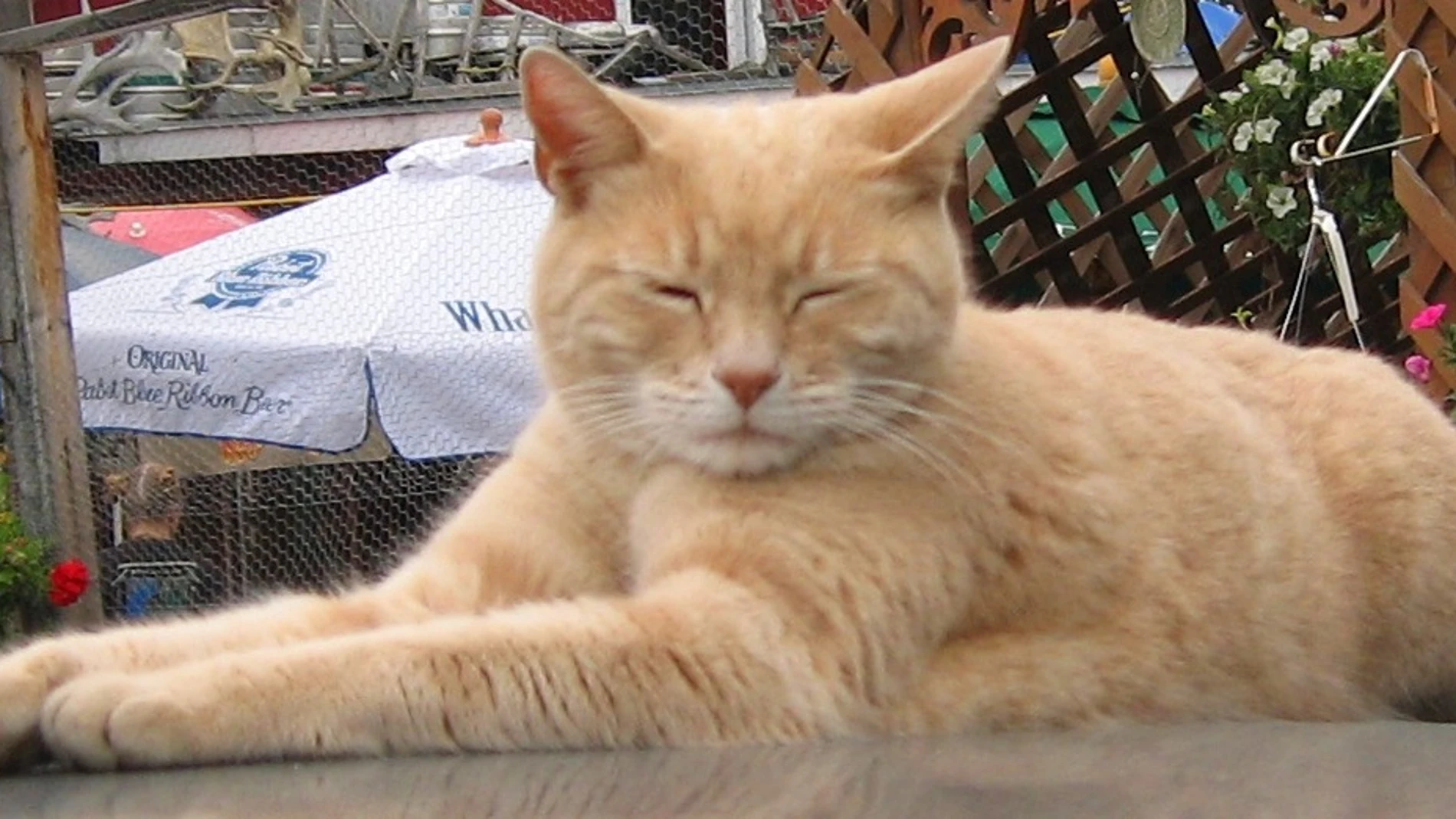 Stubbs, el gato alcalde en Alaska.