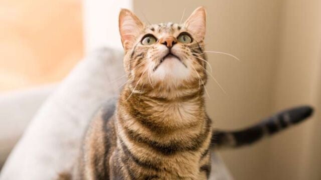 Los felinos son animales de actividad nocturna por naturaleza