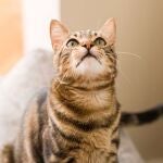 Los felinos son animales de actividad nocturna por naturaleza