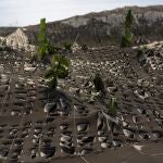 Cenizas sobre una plantación de plátanos